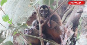 Estudiantes del Huila crean biofiltros para proteger el agua y salvar al mono nocturno