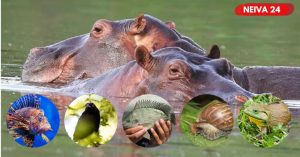 Colombia enfrenta 26 especies invasoras que amenazan su biodiversidad