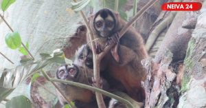 Estudiantes del Huila desarrollan biofiltros para proteger el agua y la biodiversidad